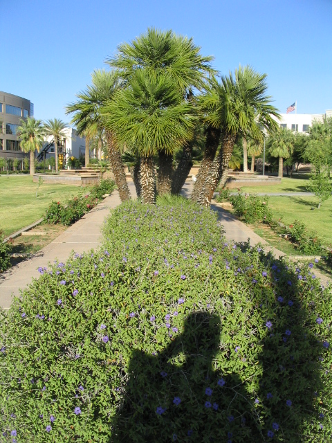 458x617 pixels (269K)